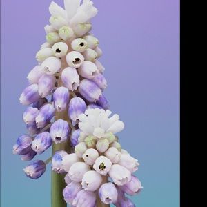 Meet your Posher, Iris